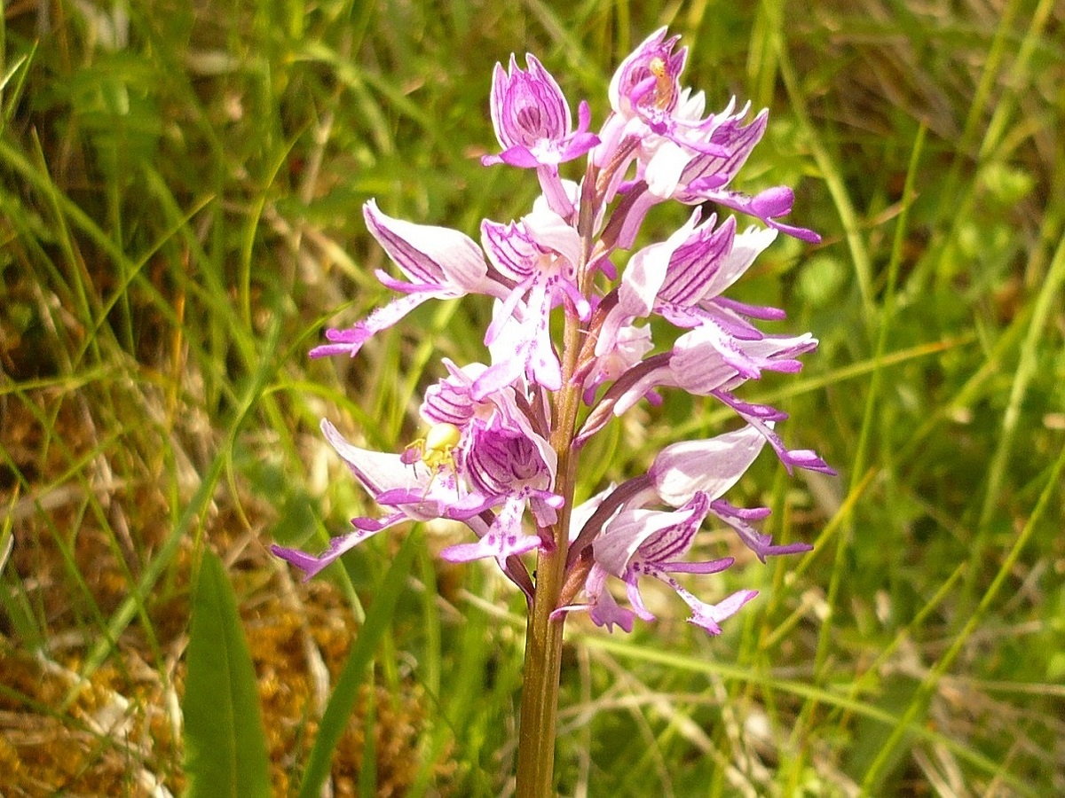 Orchis militaris (Orchidaceae)